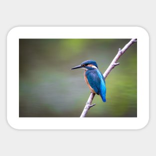 Sitting kingfisher bird on tree branch Sticker